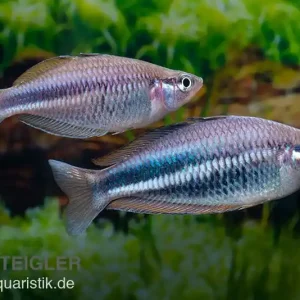 Bestpreis Dansari-River-Regenbogenfisch, Melanotaenia affinis "Dansari River", 5 Tiere