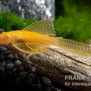Goldener Schleier-Antennenwels, Ancistrus sp. Long fin Gold-Schleier Abverkauf