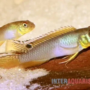 Meistverkauft Kongo Zwergbuntbarsch, Nanochromis teugelsi
