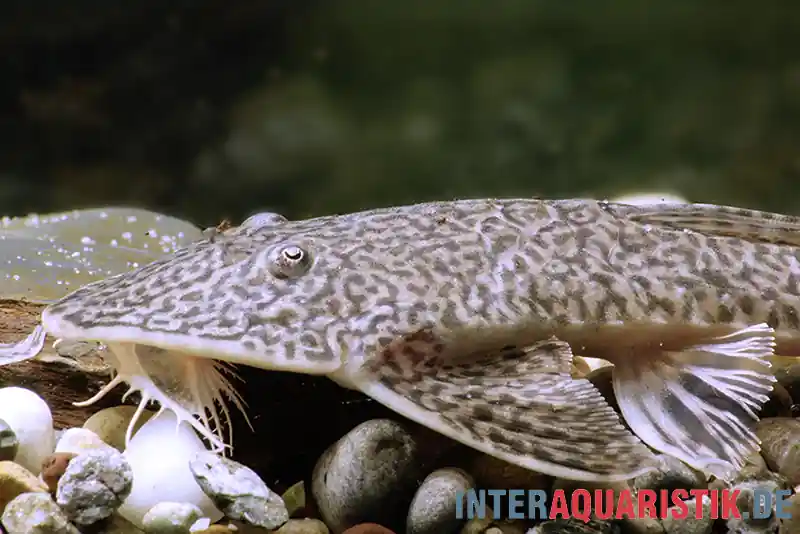 Must-Have Flunder-Harnischwels, Pseudohemiodon laticeps
