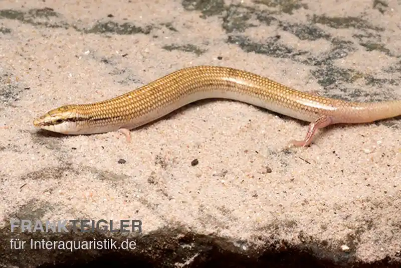 Keilschleiche, Chalcides sepsoides Sichere Zahlung