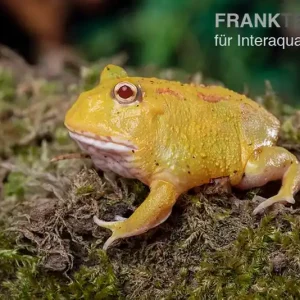 Pikachu-Pacman-Frog, Ceratophrys cranwelli Pikachu Angebot