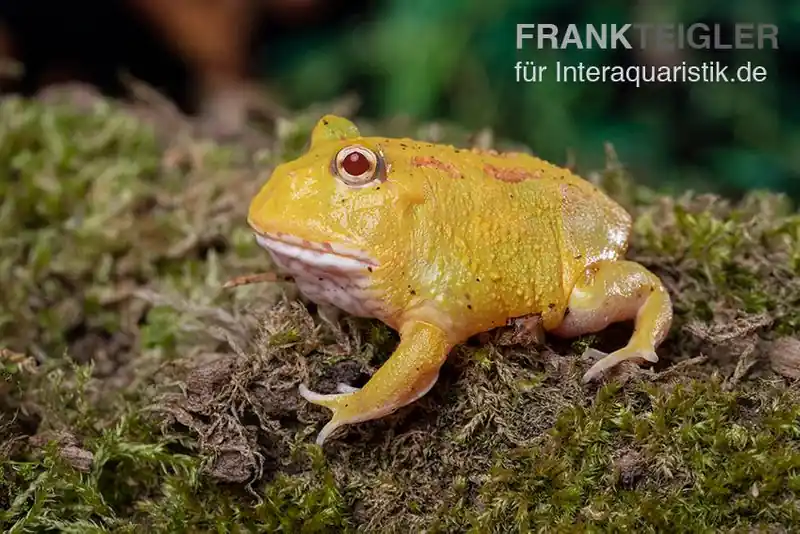 Pikachu-Pacman-Frog, Ceratophrys cranwelli Pikachu Angebot