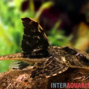 Zügelstrich-Hexenwels, Loricaria sp. Rio Atabapo Mega-Angebot