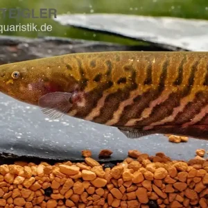 Gebänderter Messerfisch, Gymnotus carapo, 11-15 cm Echt