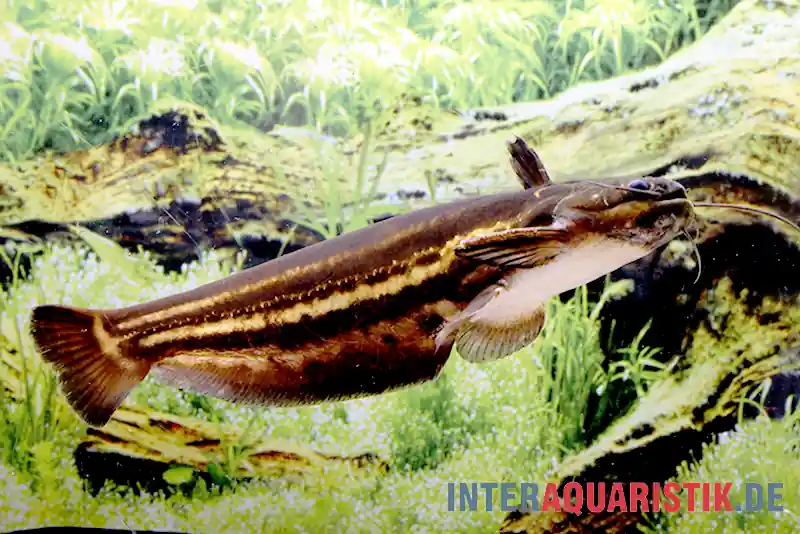 Markenware Mandube-Wels, Trachelyopterichthys taeniatus