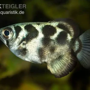 Süßwasser-Schützenfisch, Toxotes blythii Neue Kollektion