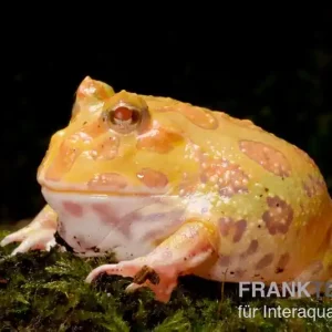 Neuheit Aprikosefarbener Albino Pacman-Frog, Ceratophrys cranwelli apricot