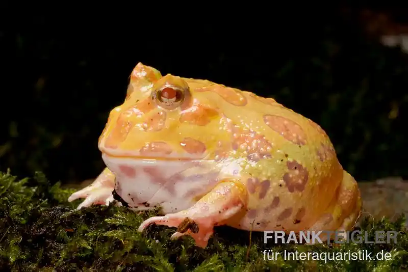 Neuheit Aprikosefarbener Albino Pacman-Frog, Ceratophrys cranwelli apricot