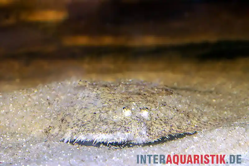 Mega-Angebot Peru-Süßwasserflunder, Hypoclinemus mentalis, 10-12 cm