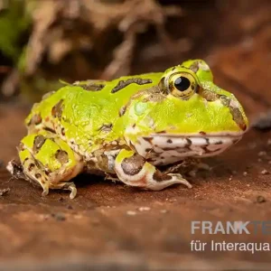 Angebot Pazifischer Hornfrosch, Ceratophrys stolzmanni