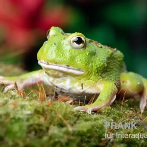 Schnäppchen Matcha Pacman-Frog, Ceratophrys cranwelli "Matcha"