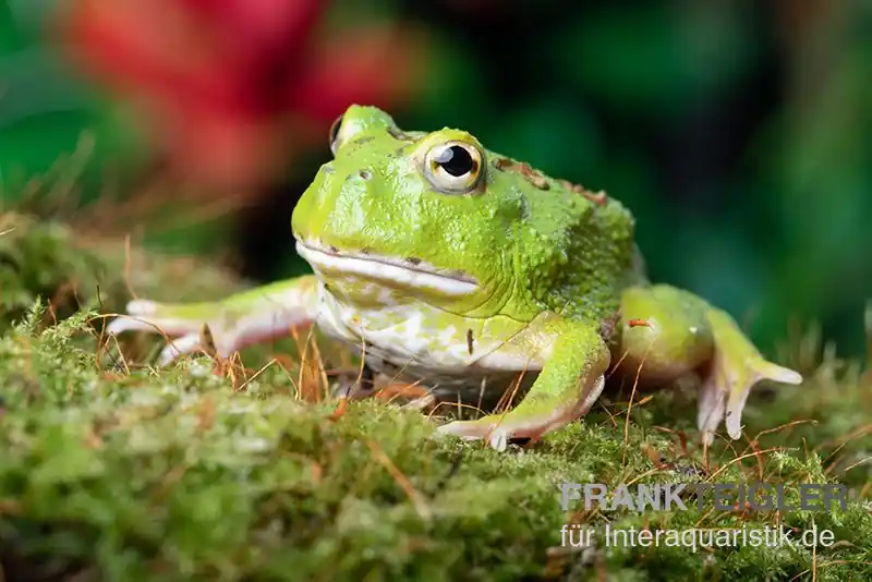 Schnäppchen Matcha Pacman-Frog, Ceratophrys cranwelli "Matcha"