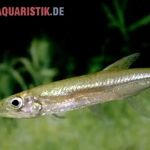 Zwerg-Barracuda-Salmler, Acestrorhynchus cf. minimus Abverkauf