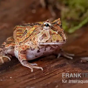 Fantasy Pacman Frog bicolor, Ceratophrys cornuta x Ceratophrys cranwelli Heißes Angebot