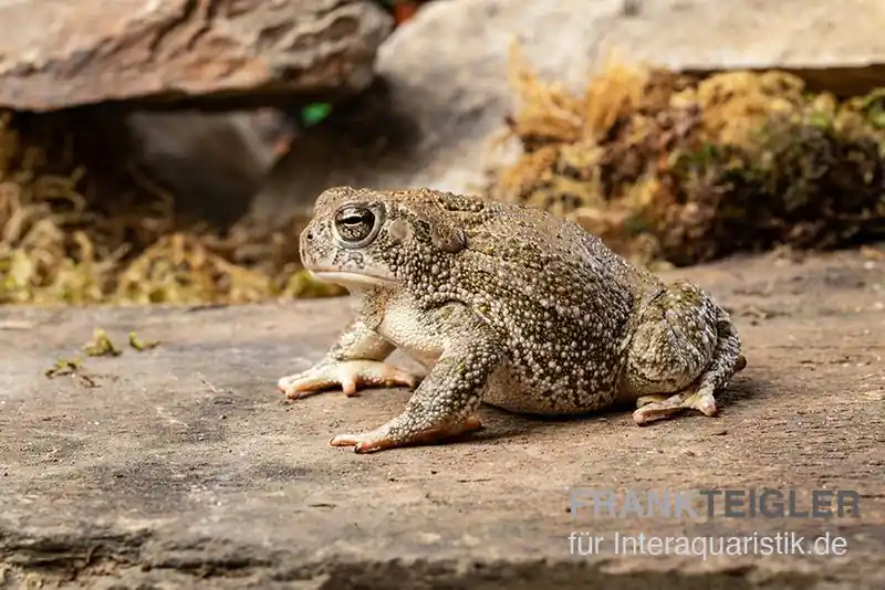 Nur Für Kurze Zeit Präriekröte, Bufo cognatus