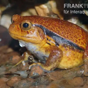 Sofort Bestellen Südlicher Tomatenfrosch, Dyscophus guineti