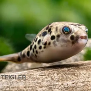 Leopardkugelfisch, Tetraodon schoutedeni, WF Preiswert