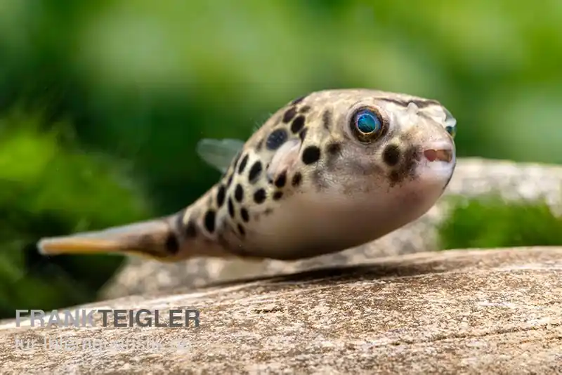 Leopardkugelfisch, Tetraodon schoutedeni, WF Preiswert