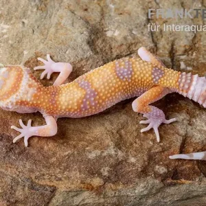 Knallerangebot Leopardgecko, Eublepharis macularius, APTOR