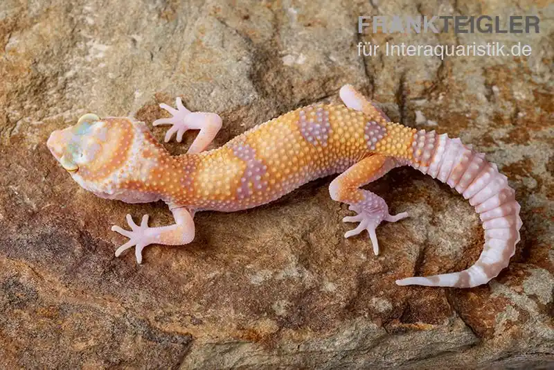 Knallerangebot Leopardgecko, Eublepharis macularius, APTOR
