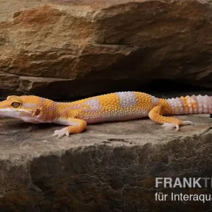 Neue Kollektion Leopardgecko, Eublepharis macularius, TREMPER ALBINO TANGERINE