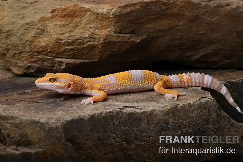 Neue Kollektion Leopardgecko, Eublepharis macularius, TREMPER ALBINO TANGERINE
