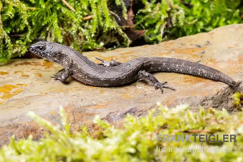 Westafrikanischer Wasser-Zwergskink, Cophoscincopus simulans Nur Heute
