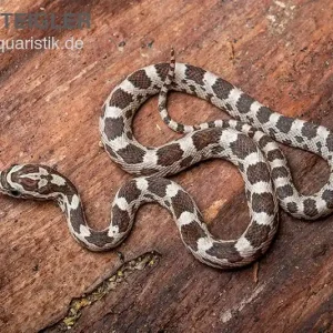 Neu Kornnatter, Pantherophis guttatus GHOST