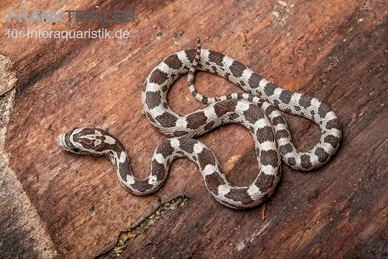 Neu Kornnatter, Pantherophis guttatus GHOST