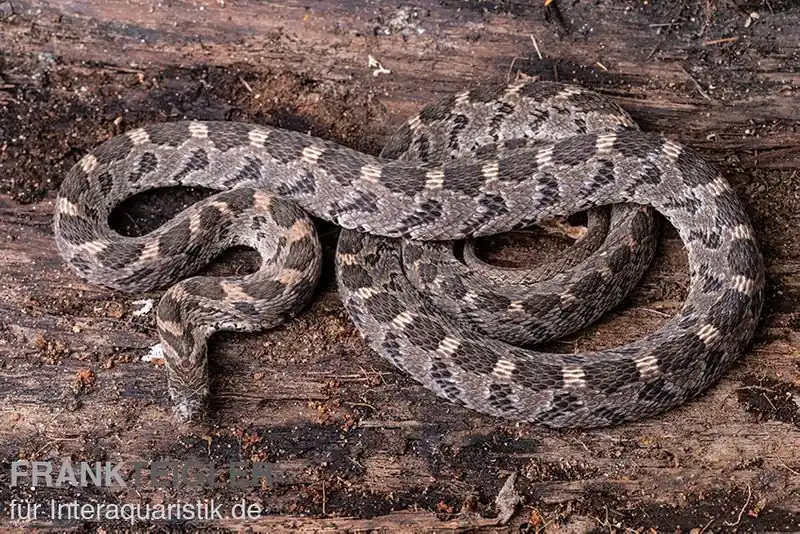 Mega-Angebot Afrikanische Eierschlange, Dasypeltis scabra
