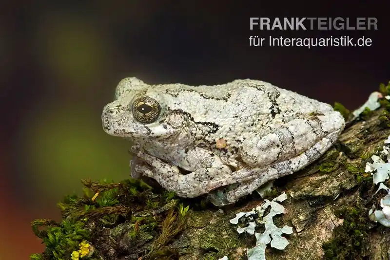 Online Kaufen Marmorierter Laubfrosch, Hyla marmorata