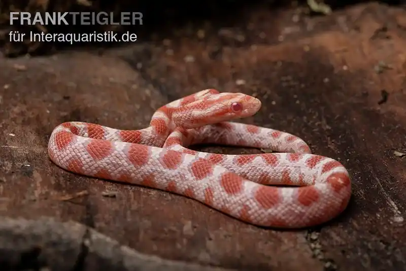 Sonderaktion Kornnatter, Pantherophis guttatus REVERSE OKEETEE
