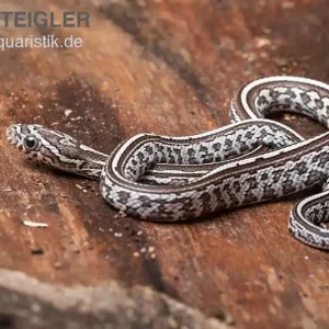 Neue Kollektion Kornnatter, Pantherophis guttatus GHOST TESSERA