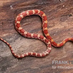 Kornnatter, Pantherophis guttatus HYPO Direkt Vom Hersteller