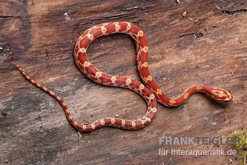 Kornnatter, Pantherophis guttatus HYPO Direkt Vom Hersteller