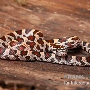 Kornnatter, Pantherophis guttatus SUPER Nur Heute