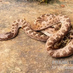 Angebot Gefleckte Nachtschlange, Hypsiglena torquata