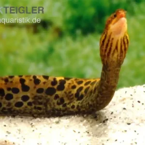 Preisreduziert Leopardmuräne, Gymnothorax polyuranodon (Echte Süßwassermuräne)
