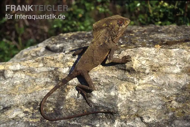 Helmleguan, Corytophanes cristatus Neuheit