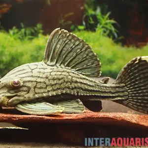 Zertifiziert Green Royal Titan Pleco, L418, Panaque cf. titan, 15-20 cm