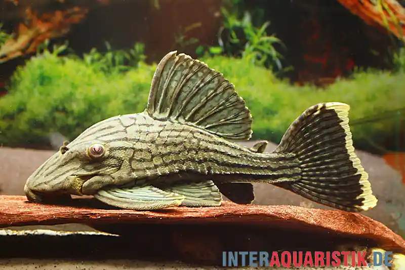 Zertifiziert Green Royal Titan Pleco, L418, Panaque cf. titan, 15-20 cm