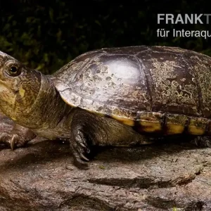Pennsylvania-Klappschildkröte, Kinosternon subrubrum Geprüft