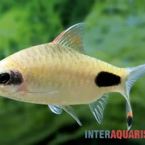 Apsara-Barbe, Dawkinsia apsara (Maskara-Barbe) Preiswert