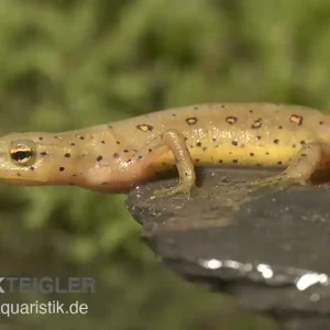 Grünlicher Wassermolch, Notophthalmus viridescens Sonderangebot