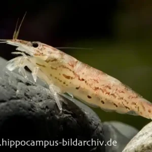 Zwergfächergarnele, Atyoida pilipes Meistverkauft