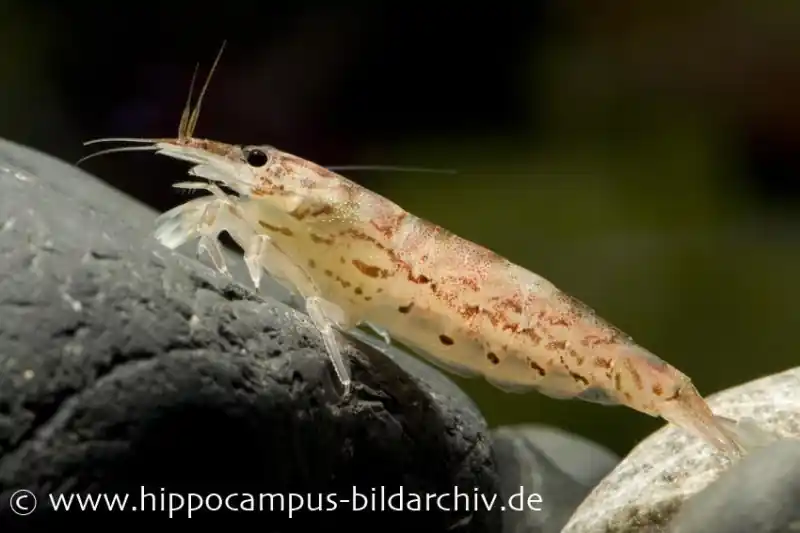 Zwergfächergarnele, Atyoida pilipes Meistverkauft