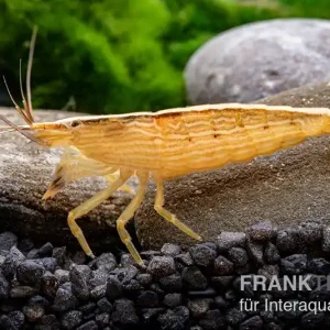 Zertifiziert Kleine Fächergarnele, Atyopsis spinipes