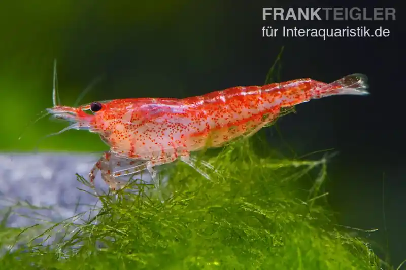 Bundle: 10 x Red Fire, Neocaridina heteropoda Rot + Portion Javamoos Neue Ware
