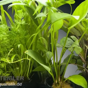 Neu Im Sortiment Aquarienpflanzen-Set Congo, 5 Töpfe, Aquarienpflanzen-Sortiment